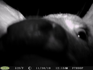 Hello! Deer sniffing trailcam